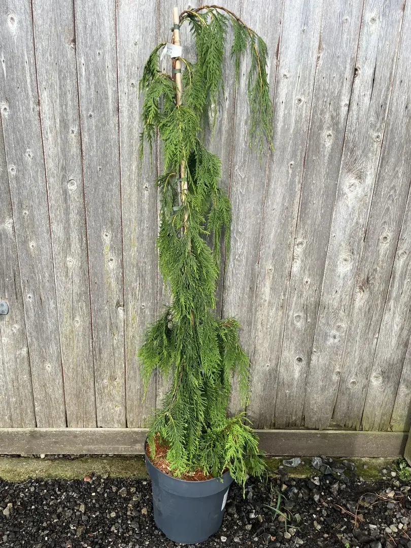 Xanthocyparis nootkatensis - Nootka Cypress 'Moonshot' 150/200cm