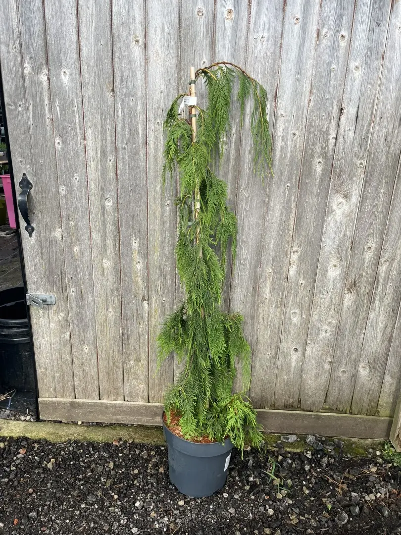 Xanthocyparis nootkatensis - Nootka Cypress 'Moonshot' 150/200cm