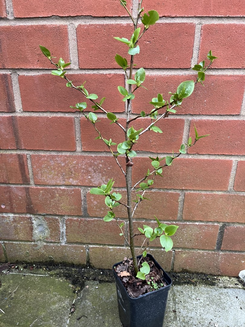 Alnus cordata - Italian alder 40/60cm (P9T)