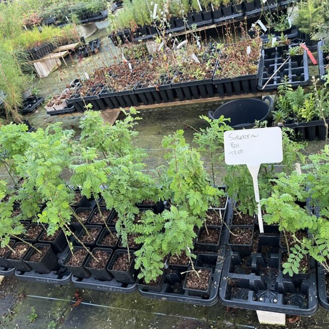 Caragana arborescens - Siberian Pea Trees