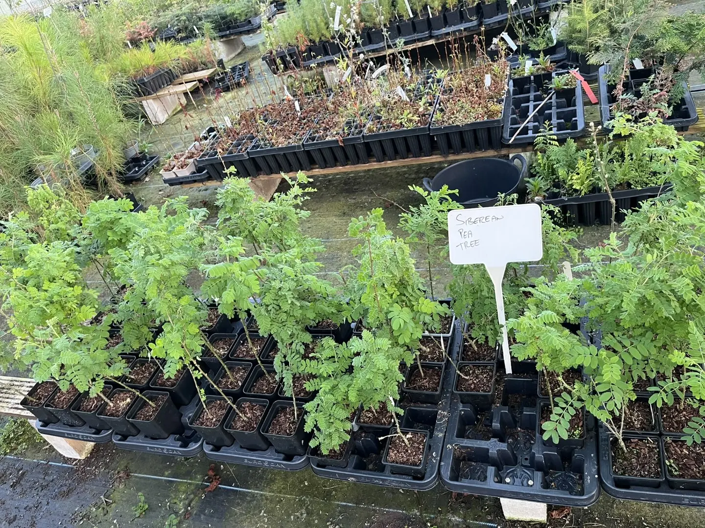 Caragana arborescens - Siberian Pea Trees