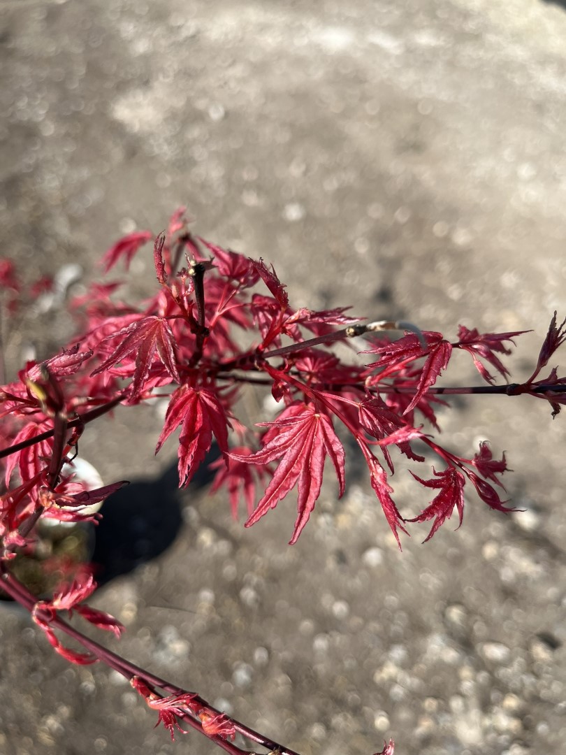 Maple Acer 'Deshojo 60/80cm (3L)