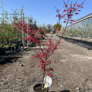 Maple Acer 'Deshojo 60/80cm (3L)