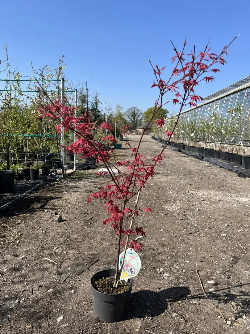 Maple Acer 'Deshojo 60/80cm (3L)