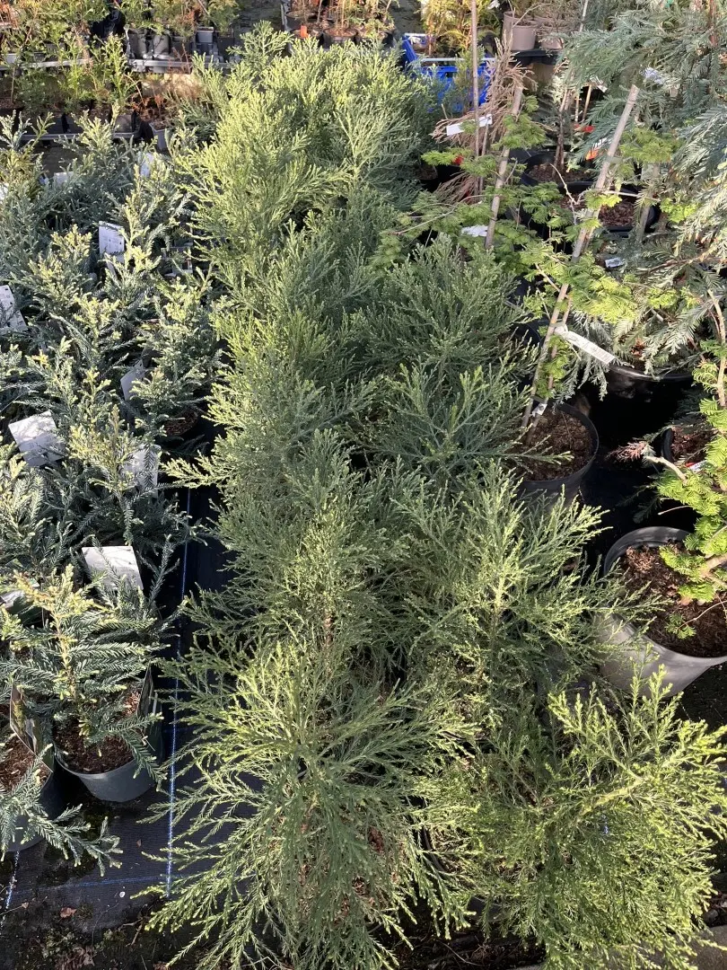 Sequoiadendron giganteum - Giant Redwood 6080cm (5L)