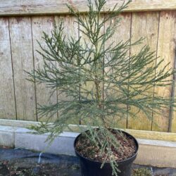 Sequoiadendron giganteum - Giant Redwood 6080cm (5L)