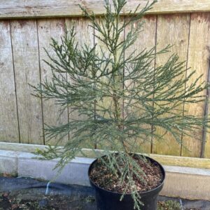Sequoiadendron giganteum - Giant Redwood 6080cm (5L)
