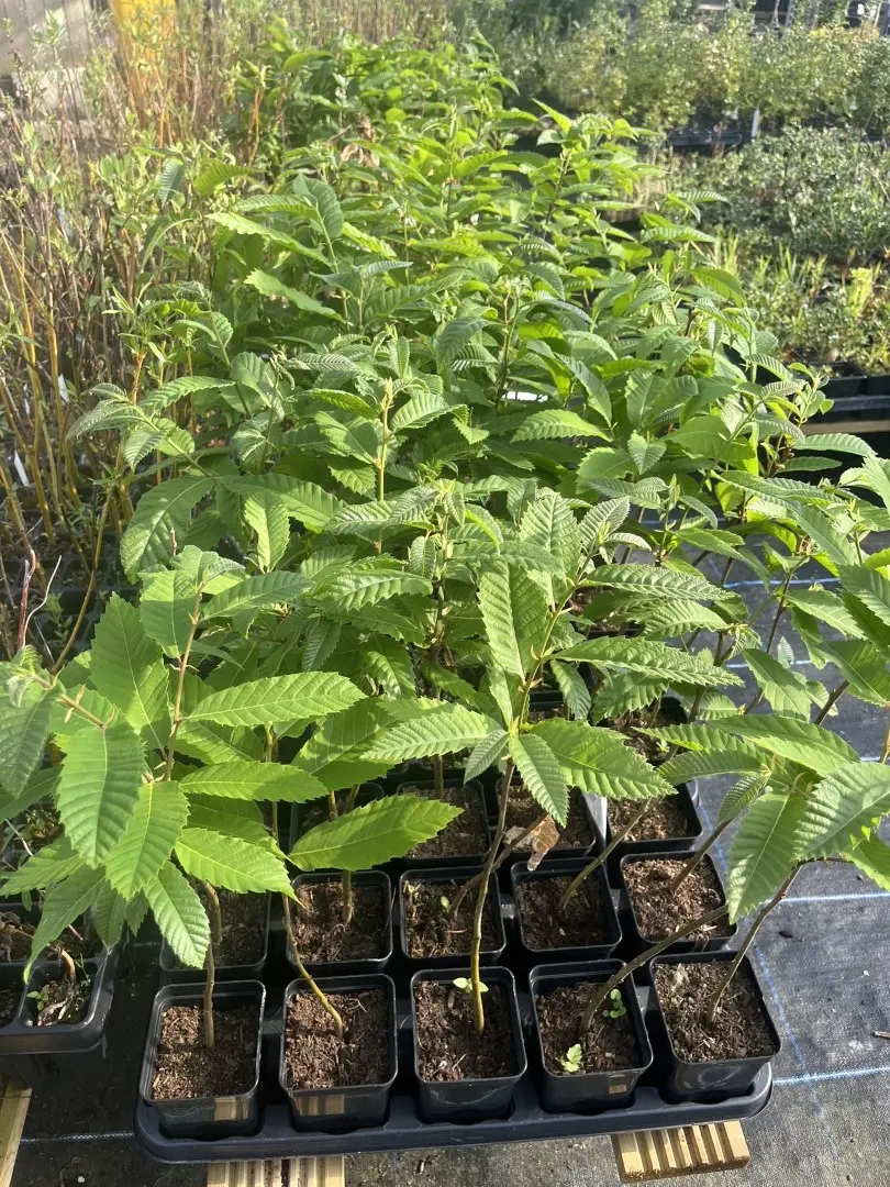Sweet Chestnut Tree 60/80cm (P9T)