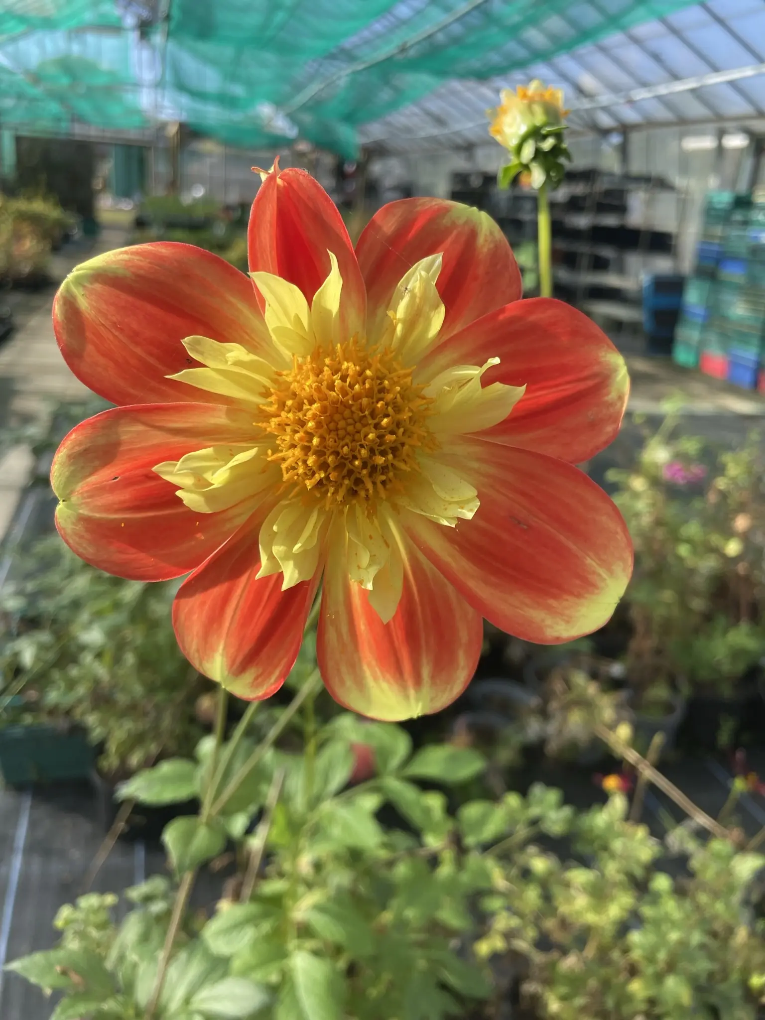 Dahlia Pooh Tubers