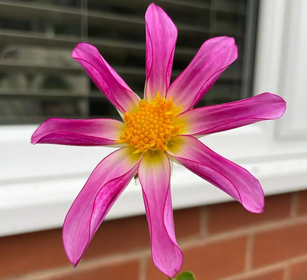Dahlia Honka Rose Tubers