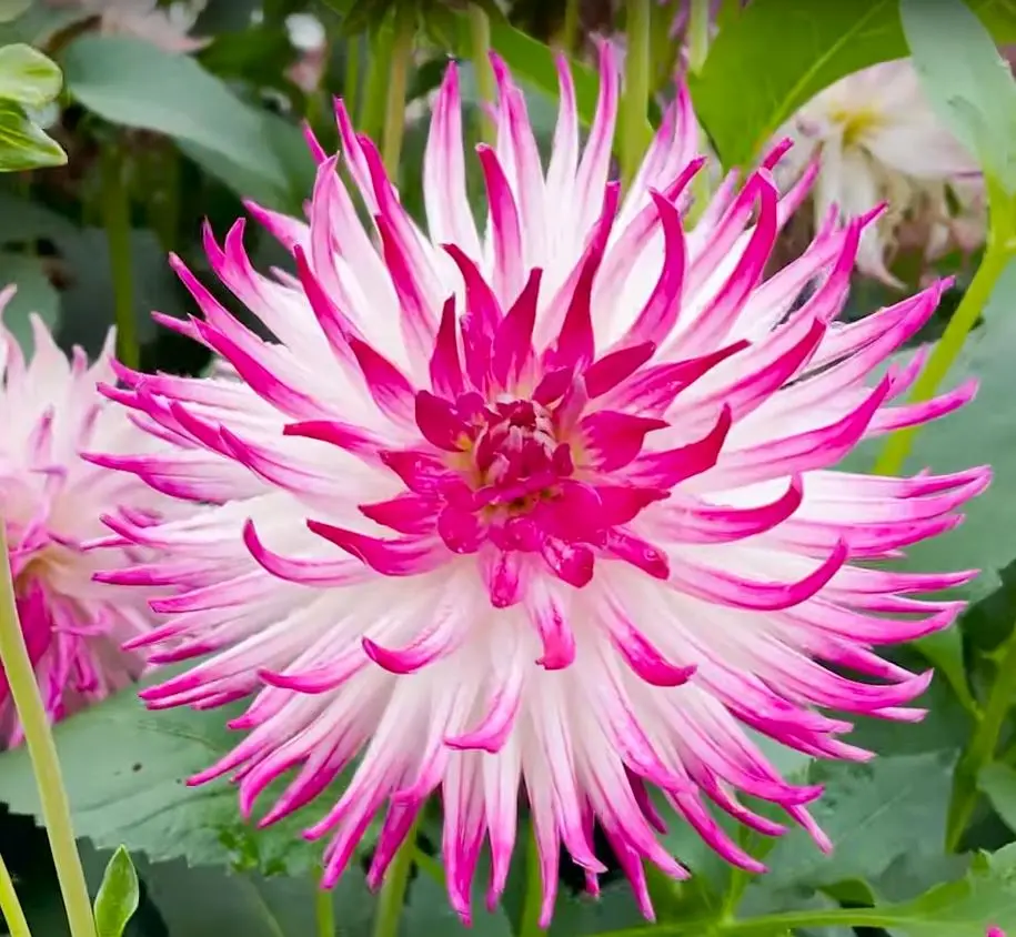 Dahlia Dutch Explosion Tubers