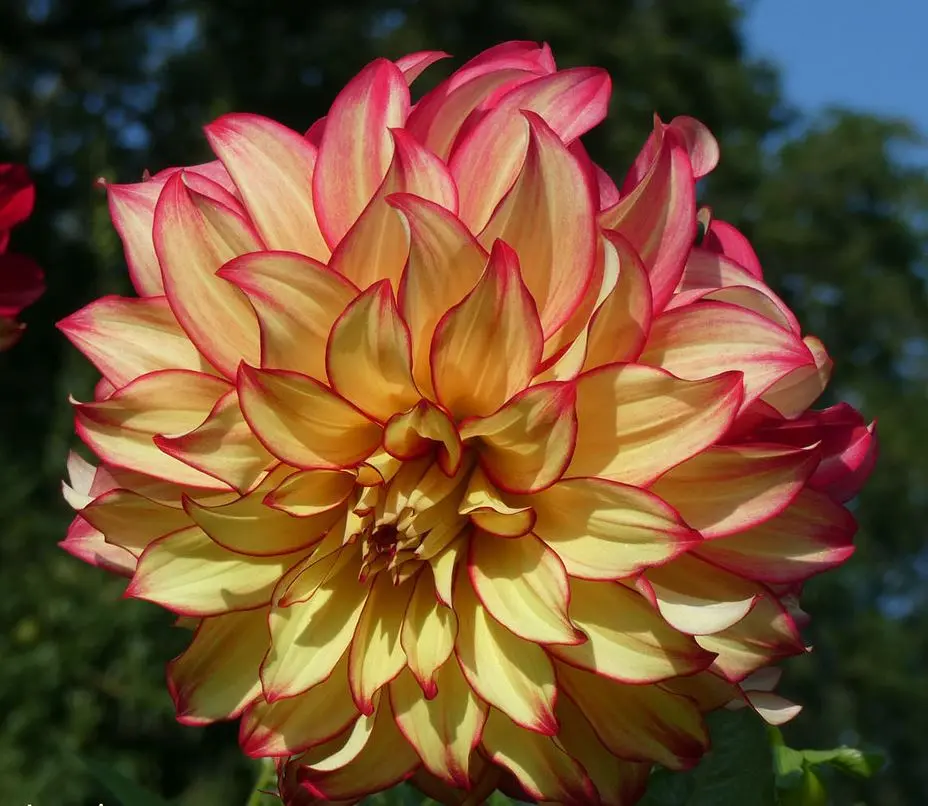 Dahlia Lady Darlene Tubers