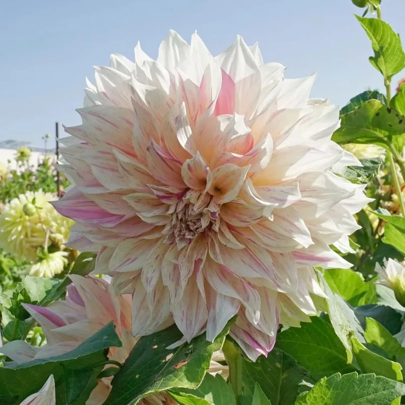 Dahlia Cafe au Lait Twist Tubers