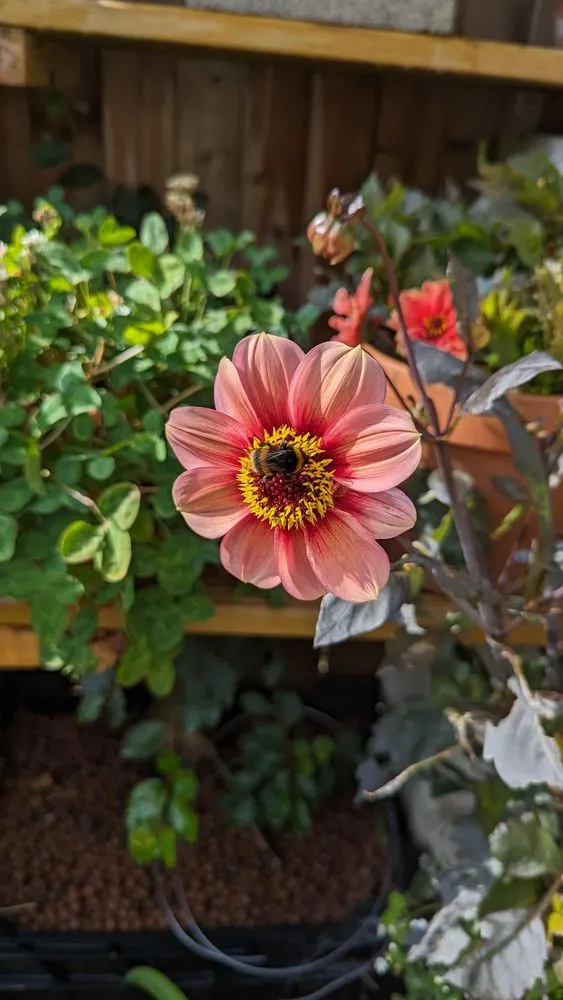Dahlia Happy Single Kiss Tubers