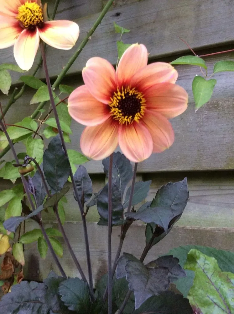 Dahlia Happy Single Kiss Tubers