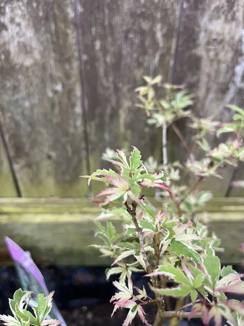 Acer palmatum - Japanese Maple Acer 'Butterfly'