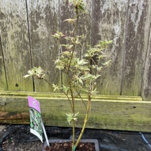 Acer palmatum - Japanese Maple Acer 'Butterfly'