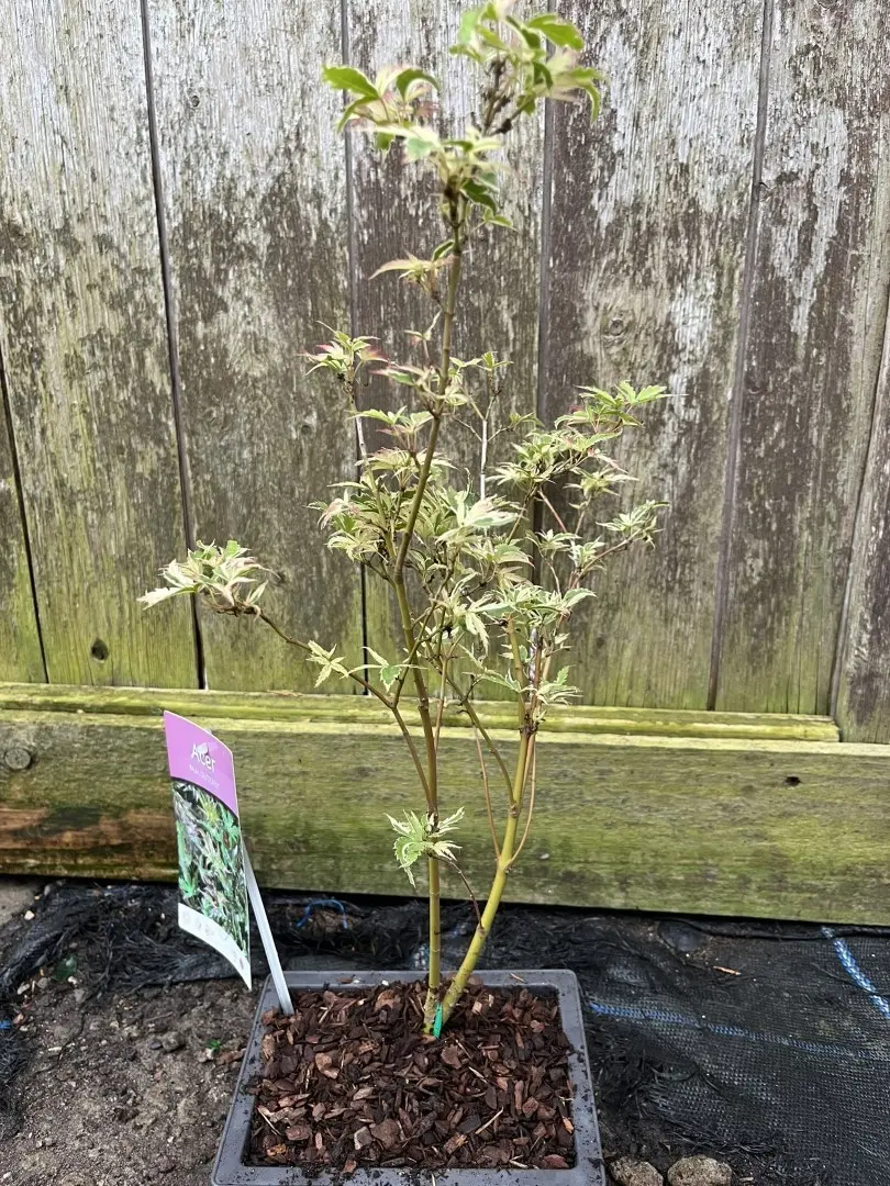 Acer palmatum - Japanese Maple Acer 'Butterfly'