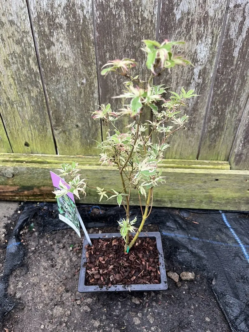 Acer palmatum - Japanese Maple Acer 'Butterfly'