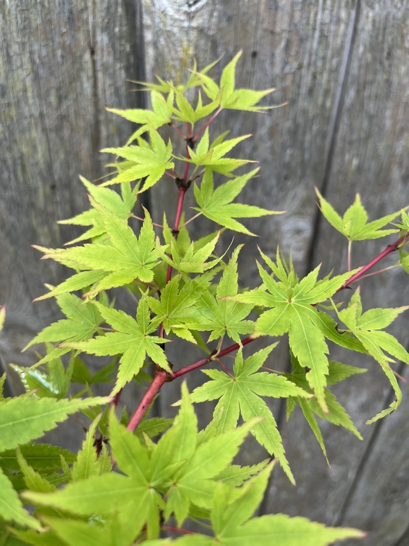 Japanese Maple Acer 'Japanese Sunrise' 20/40cm (3L)