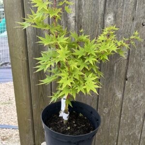 Acer palmatum - Japanese Maple Acer 'Japanese Sunrise'