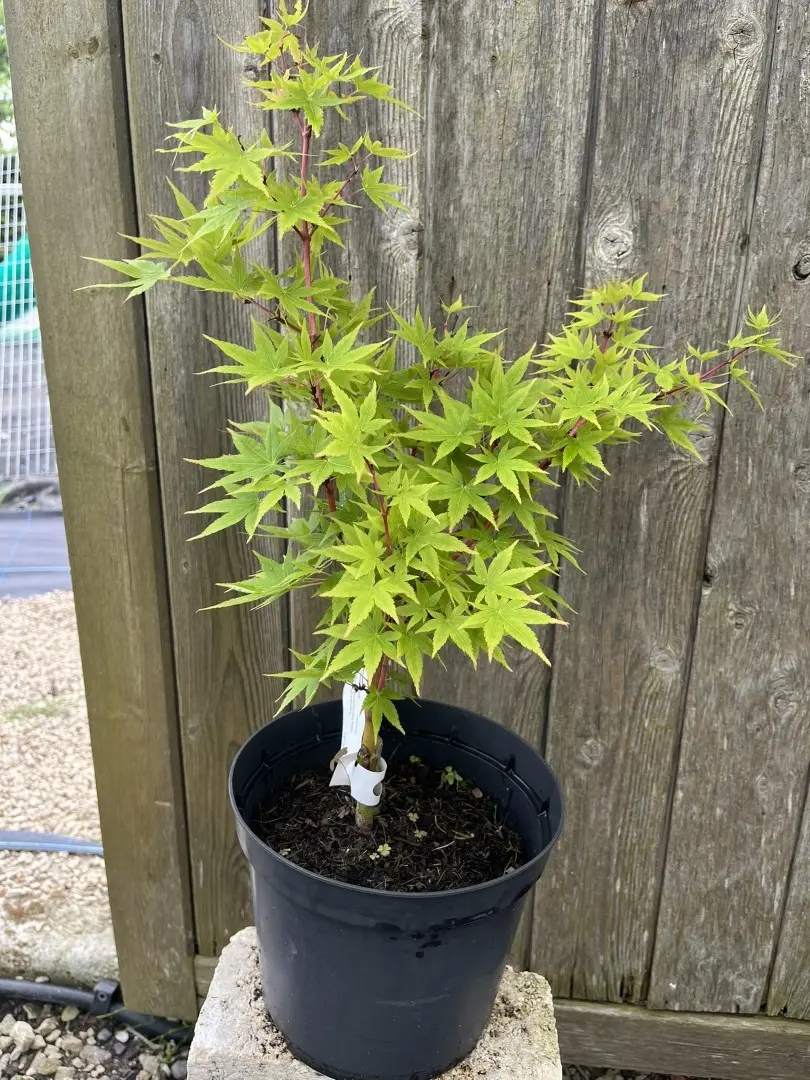 Acer palmatum - Japanese Maple Acer 'Japanese Sunrise'