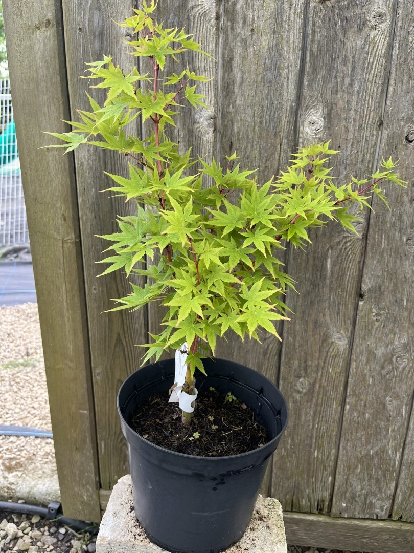 Acer palmatum - Japanese Maple Acer 'Japanese Sunrise'