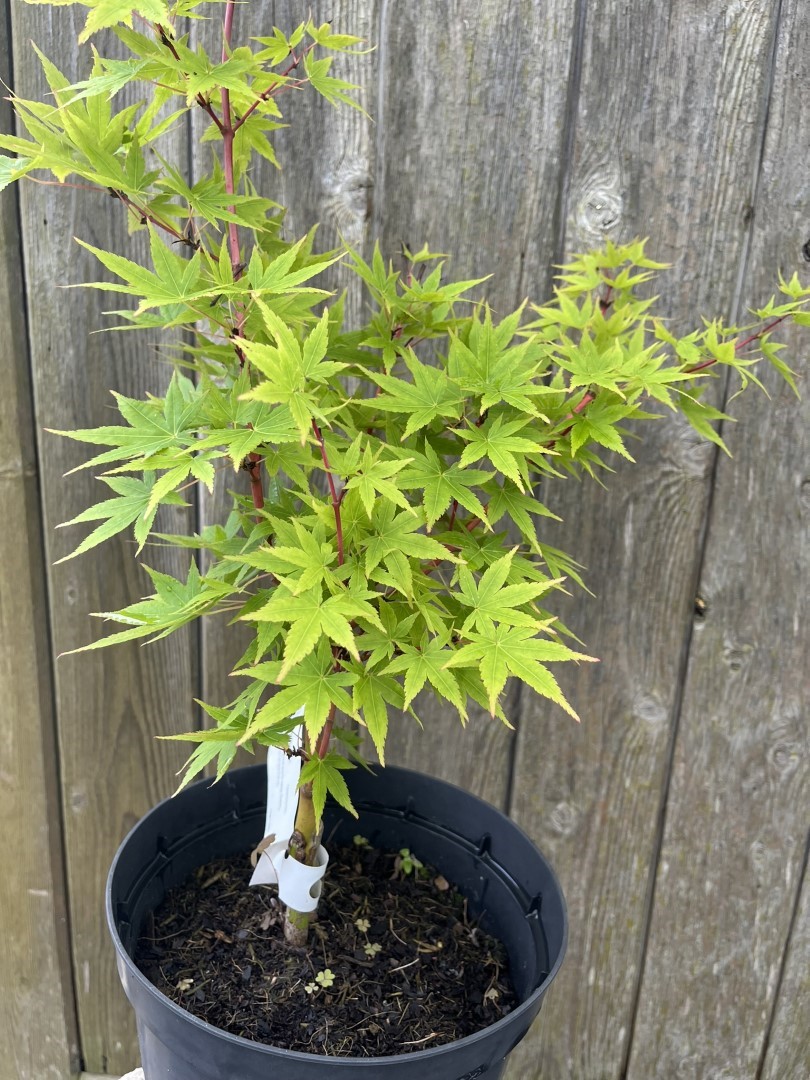 Japanese Maple Acer 'Japanese Sunrise' 20/40cm (3L)