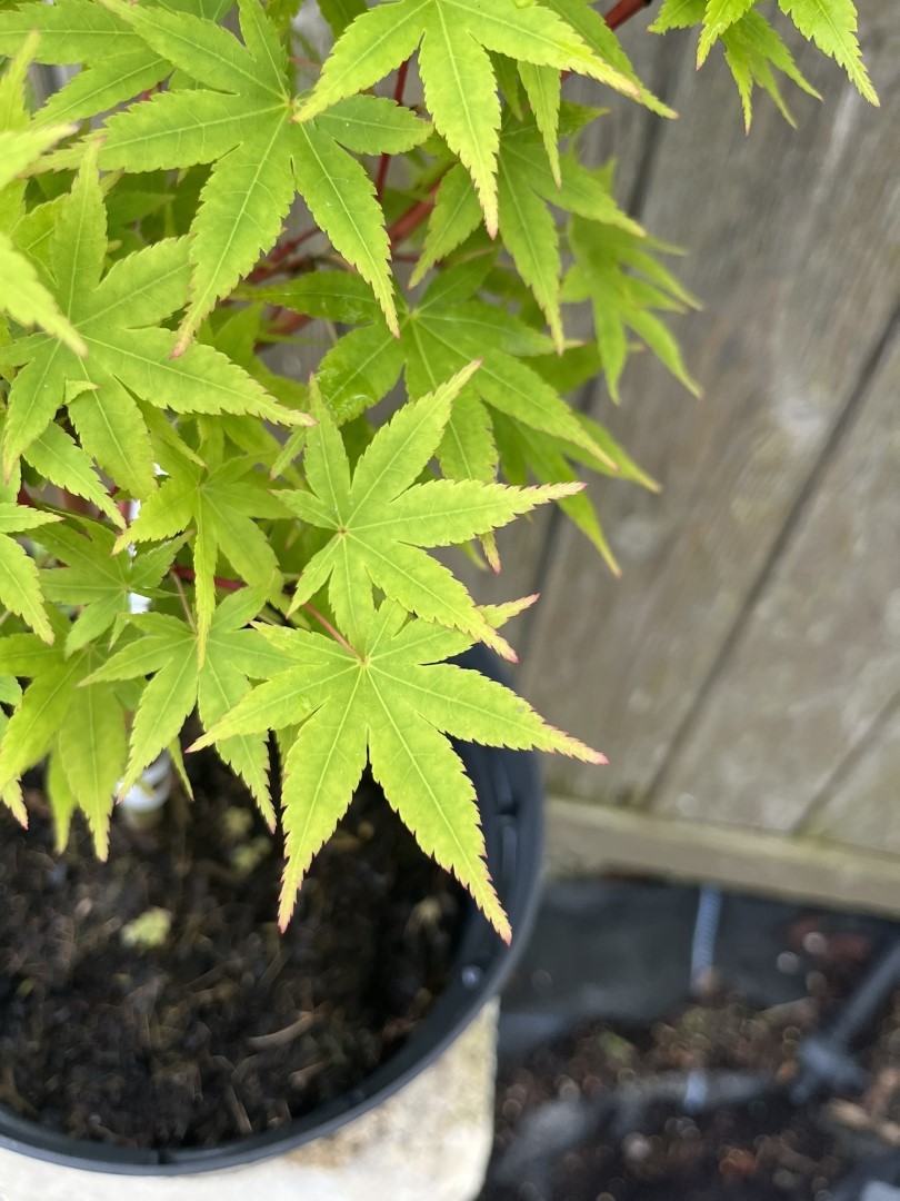 Japanese Maple Acer 'Japanese Sunrise' 20/40cm (3L)