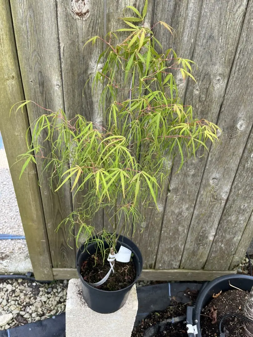 Acer palmatum - Japanese Maple Acer 'Koto no ito' 20/40cm (3L)