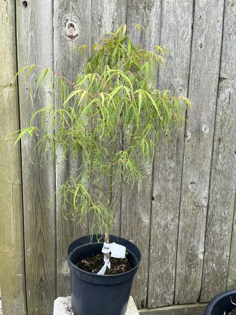 Acer palmatum - Japanese Maple Acer 'Koto no ito' 20/40cm (3L)