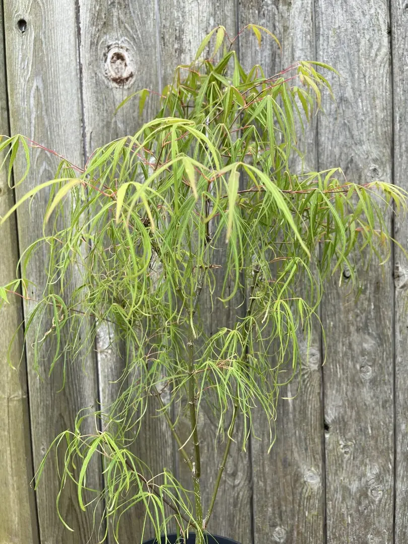 Japanese Maple Acer 'Koto no ito' 20/40cm (3L) - Image 3
