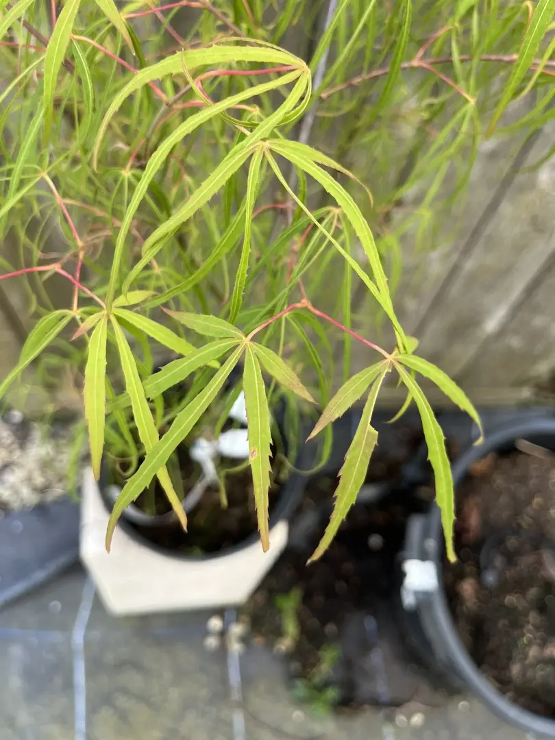 Acer palmatum - Japanese Maple Acer 'Koto no ito' 20/40cm (3L)
