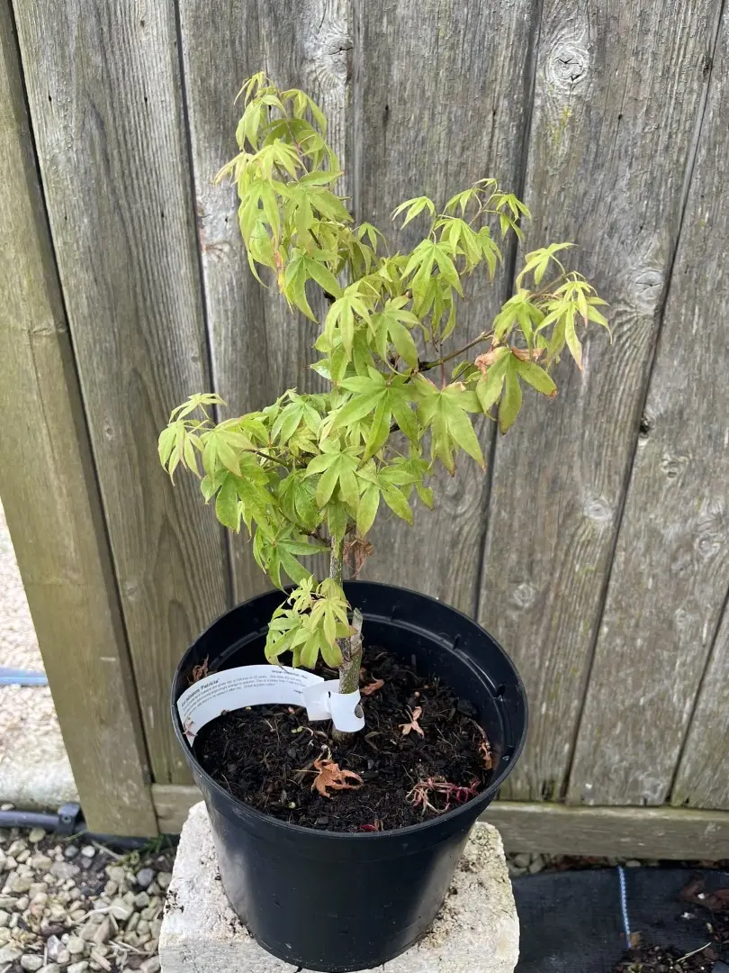 Acer palmatum - Japanese Maple Acer 'Patricia'