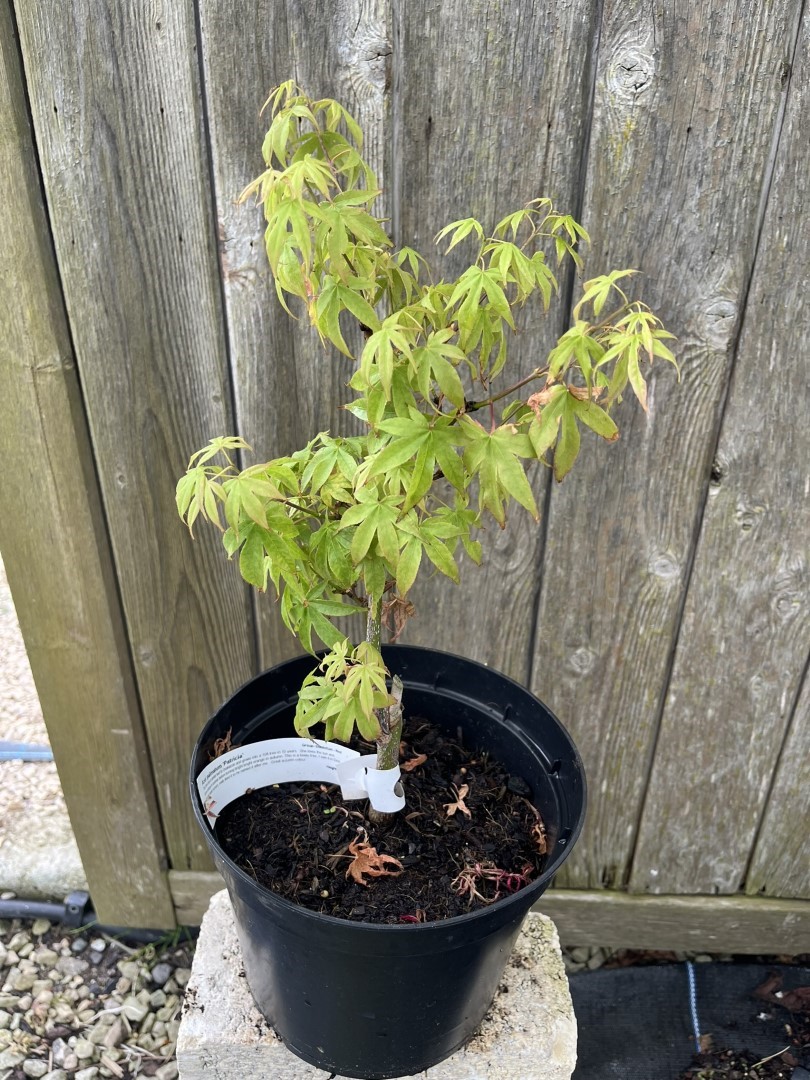 Acer palmatum - Japanese Maple Acer 'Patricia'