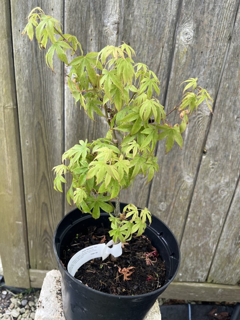 Acer palmatum - Japanese Maple Acer 'Patricia'