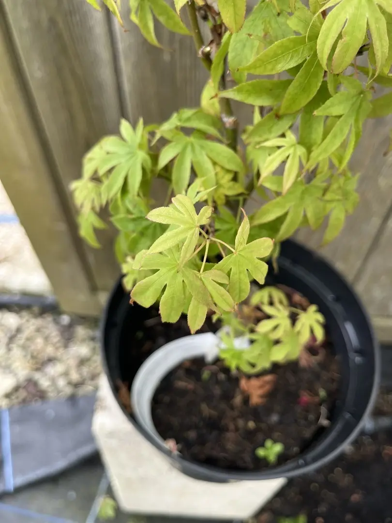 Acer palmatum - Japanese Maple Acer 'Patricia'