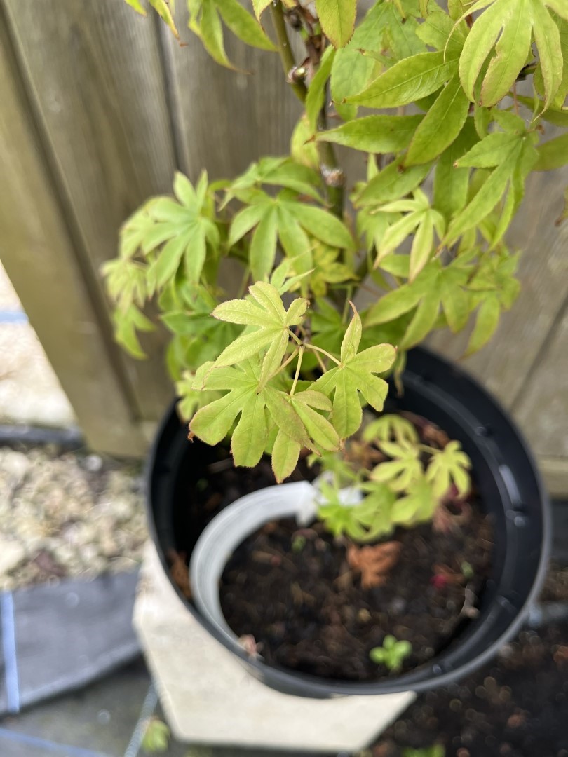 Acer palmatum - Japanese Maple Acer 'Patricia'