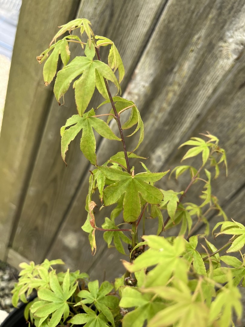 Acer palmatum - Japanese Maple Acer 'Patricia'