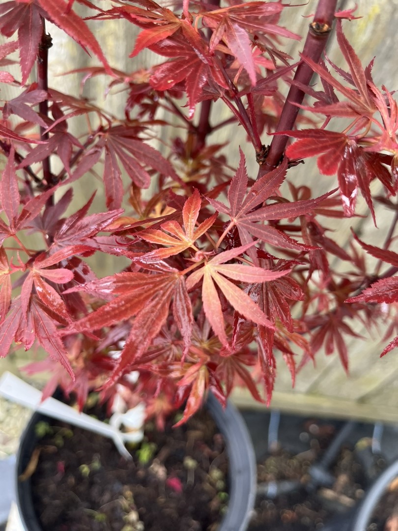 Acer palmatum - Japanese Maple Acer 'Shaina' 2040cm (3L)