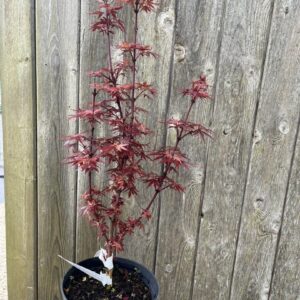 Acer palmatum - Japanese Maple Acer 'Shaina' 2040cm (3L)