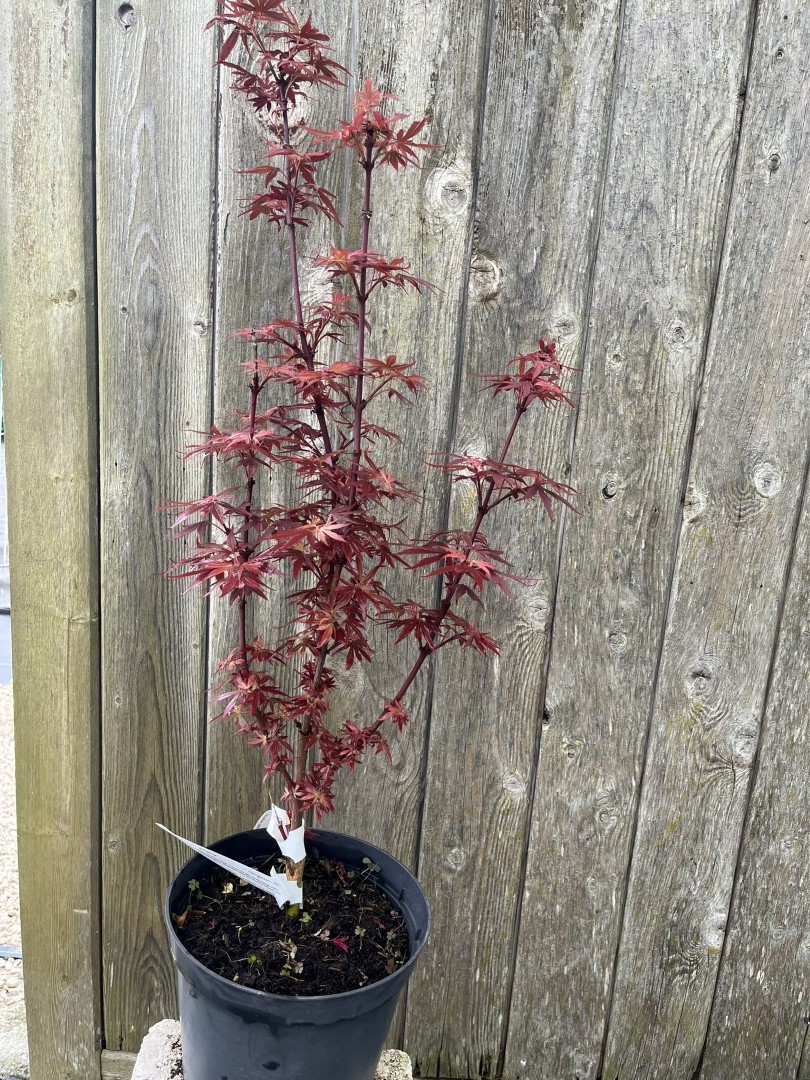 Acer palmatum - Japanese Maple Acer 'Shaina' 2040cm (3L)
