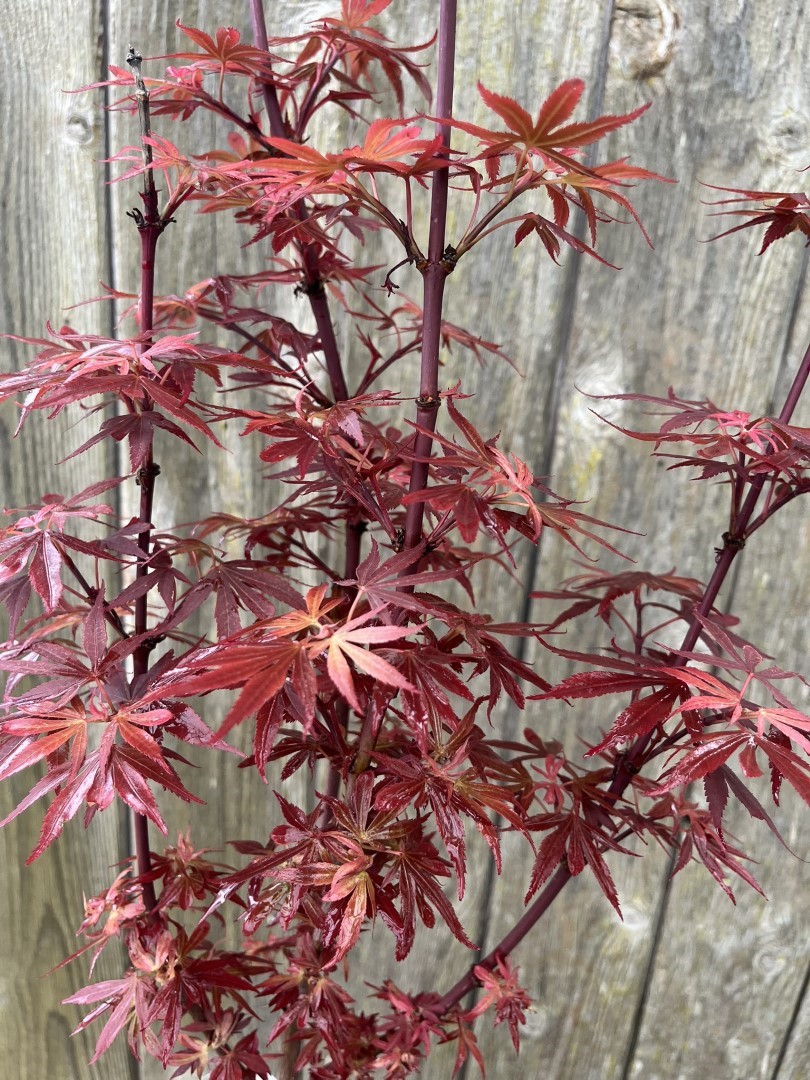 Acer palmatum - Japanese Maple Acer 'Shaina' 2040cm (3L)