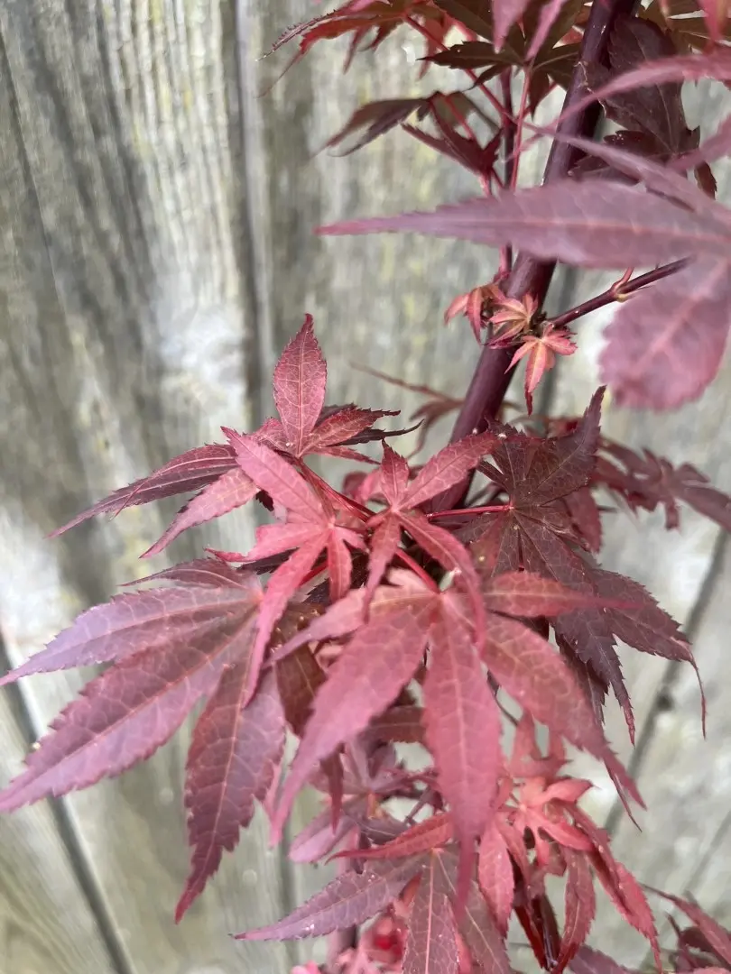 Acer palmatum - Japanese Maple Acer 'Skeeters Broom'