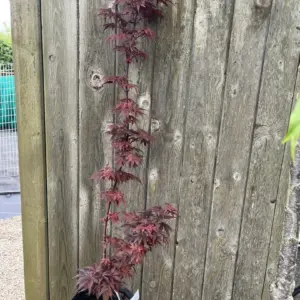 Acer palmatum - Japanese Maple Acer 'Skeeters Broom' 20/40cm (3L)