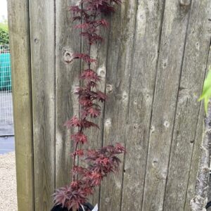 Acer palmatum - Japanese Maple Acer 'Skeeters Broom' 20/40cm (3L)
