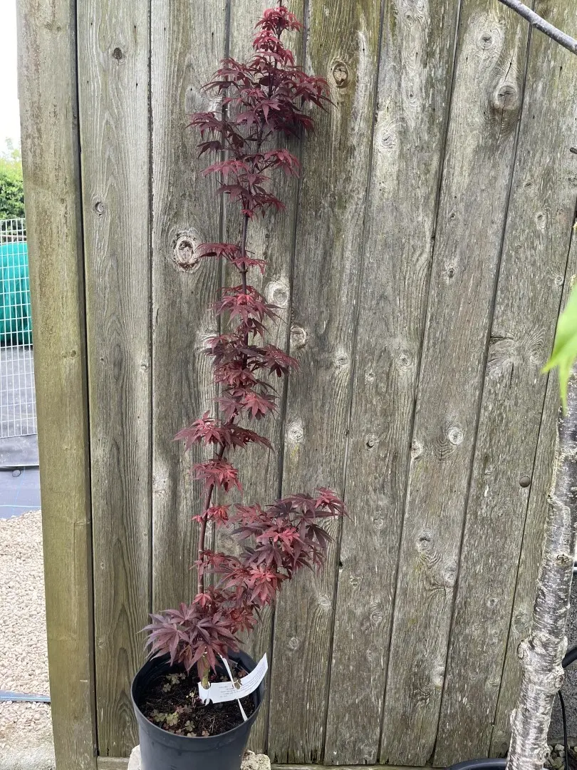 Acer palmatum - Japanese Maple Acer 'Skeeters Broom' 20/40cm (3L)
