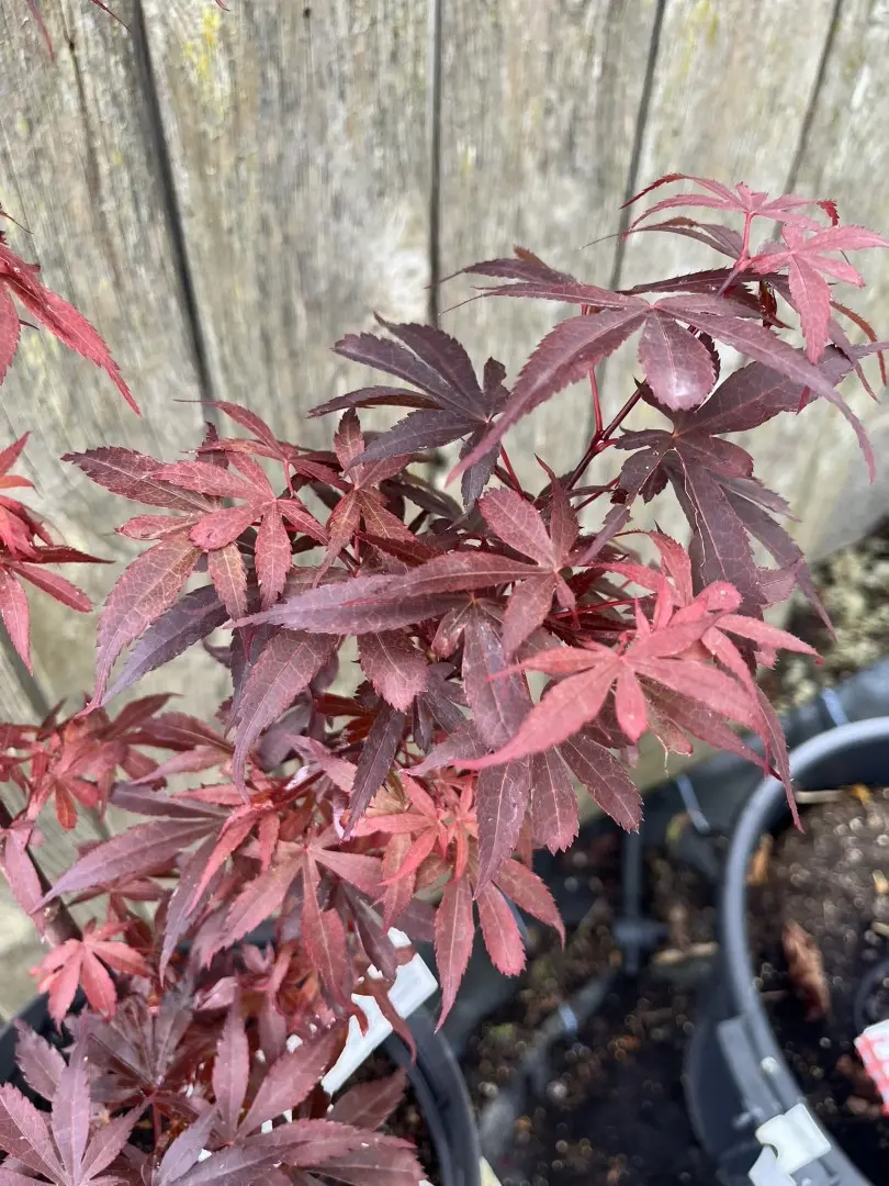Acer palmatum - Japanese Maple Acer 'Skeeters Broom'