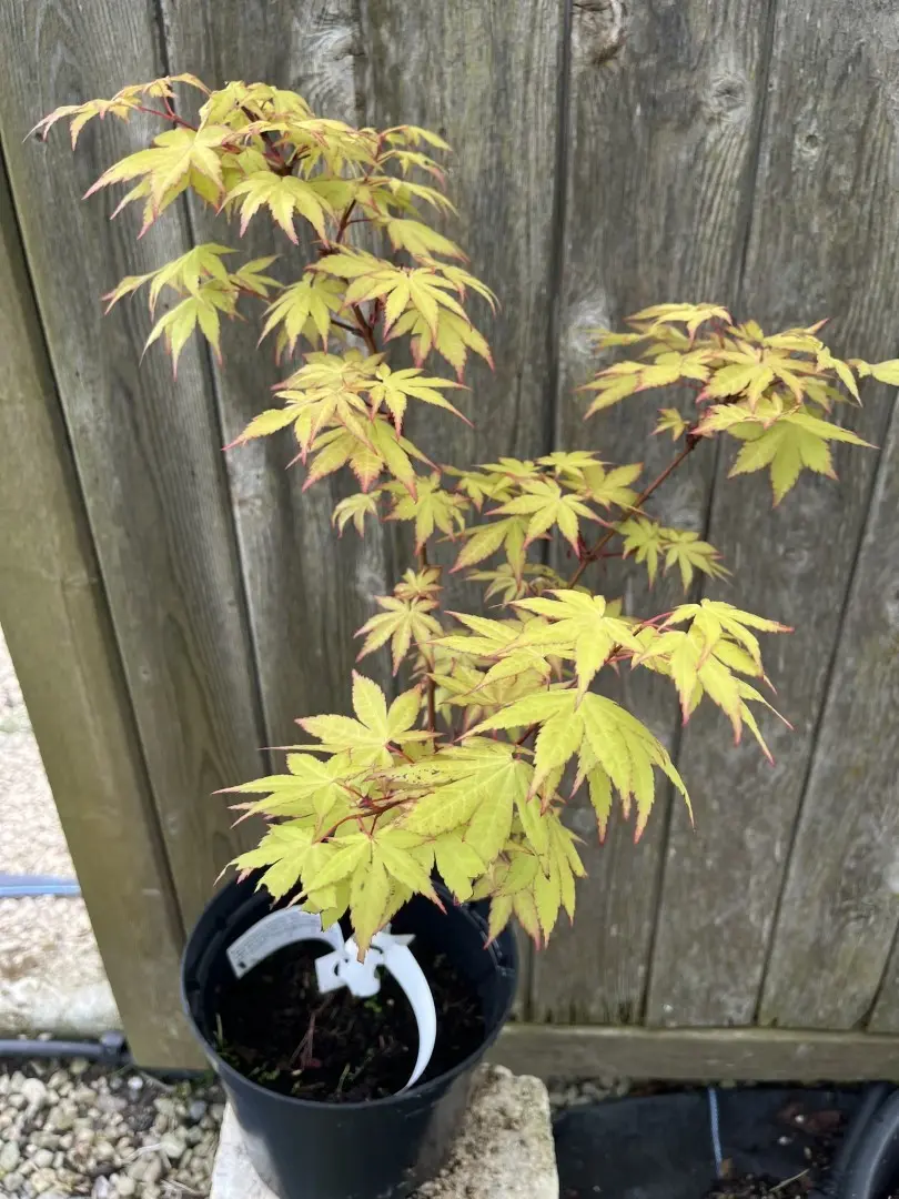 Acer palmatum - Japanese Maple Acer 'Summer Gold'