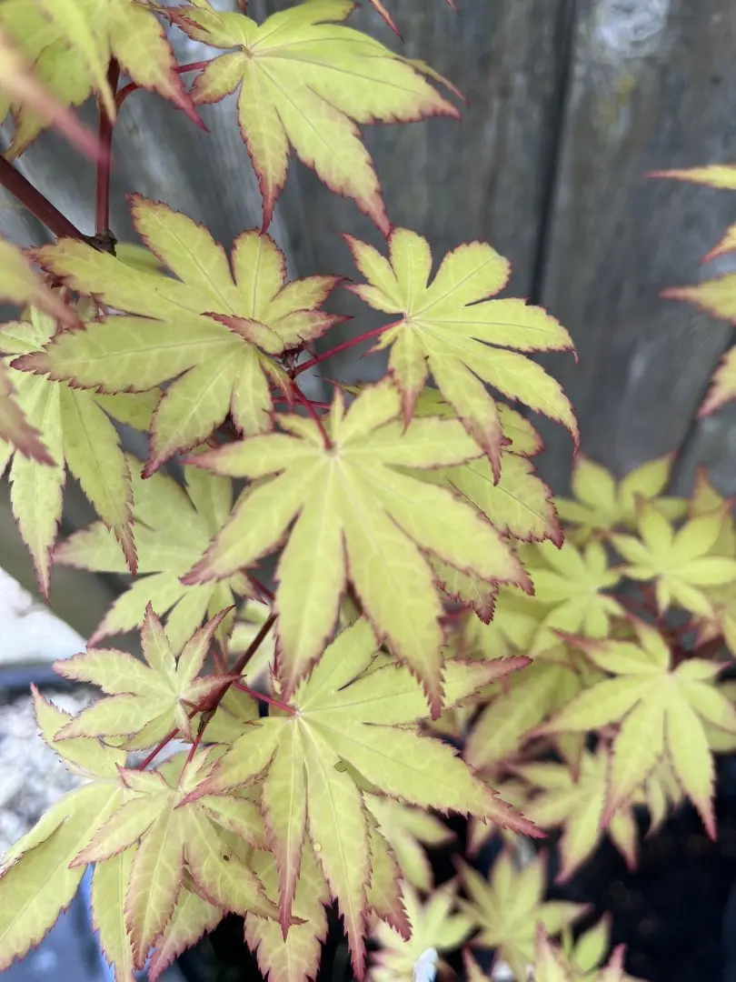 Acer palmatum - Japanese Maple Acer 'Summer Gold'